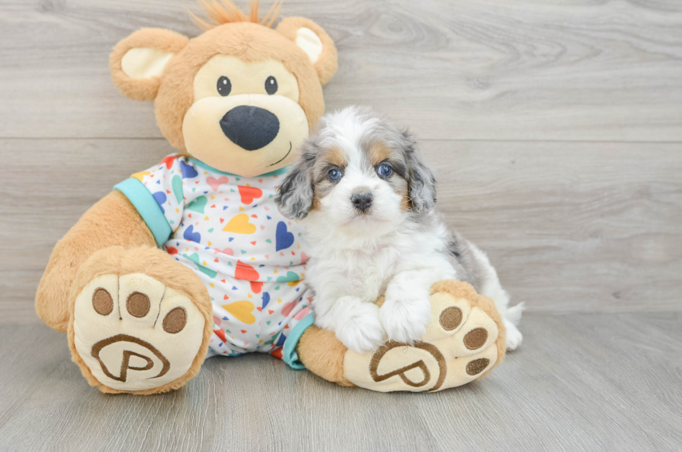 5 week old Cavapoo Puppy For Sale - Pilesgrove Pups