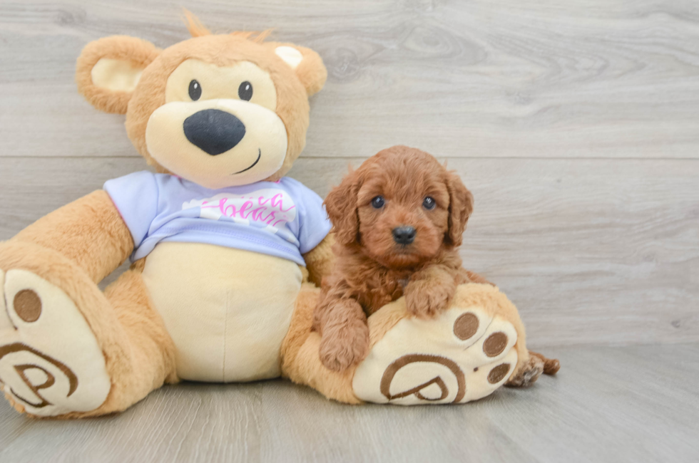 5 week old Cavapoo Puppy For Sale - Pilesgrove Pups