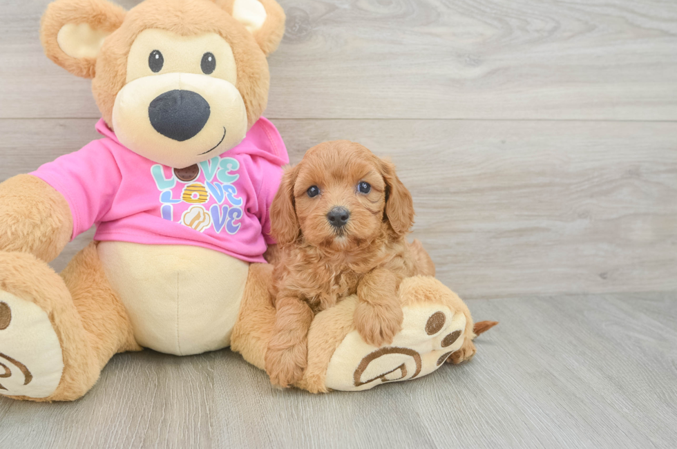 5 week old Cavapoo Puppy For Sale - Pilesgrove Pups