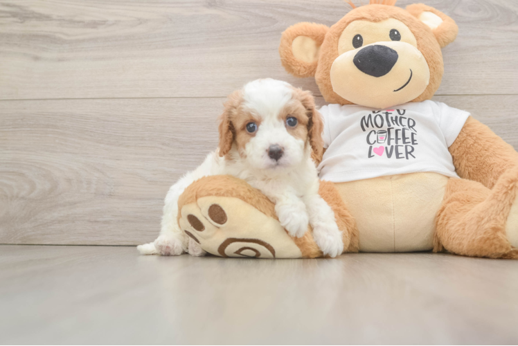 Best Cavapoo Baby