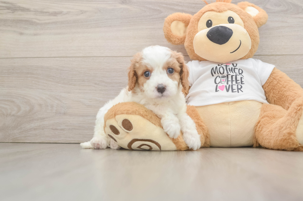 5 week old Cavapoo Puppy For Sale - Pilesgrove Pups