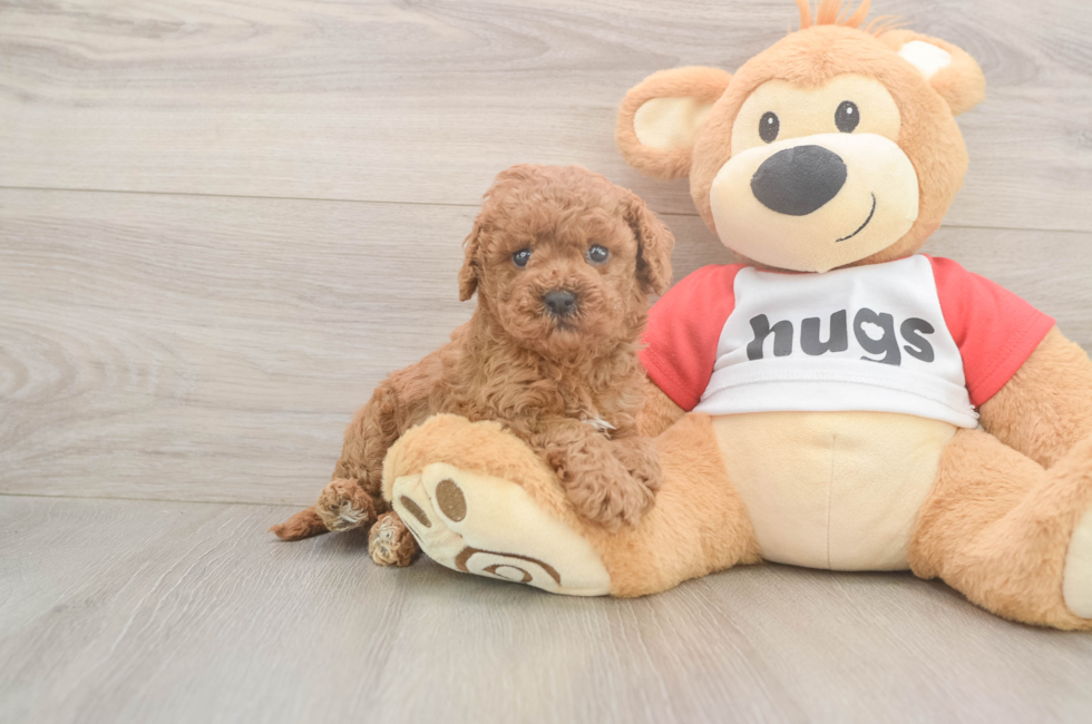 5 week old Cavapoo Puppy For Sale - Pilesgrove Pups
