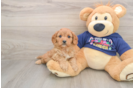 Cavapoo Puppy for Adoption