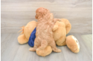 Small Cavapoo Baby