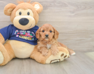 6 week old Cavapoo Puppy For Sale - Pilesgrove Pups