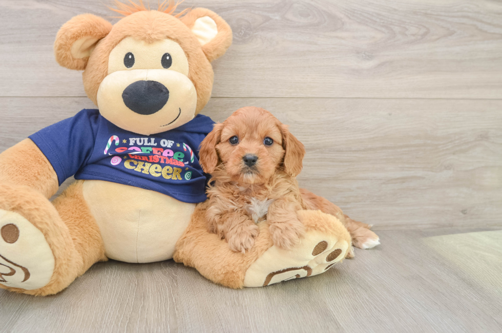 5 week old Cavapoo Puppy For Sale - Pilesgrove Pups