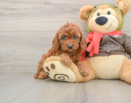 8 week old Cavapoo Puppy For Sale - Pilesgrove Pups