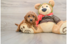Popular Cavapoo Poodle Mix Pup