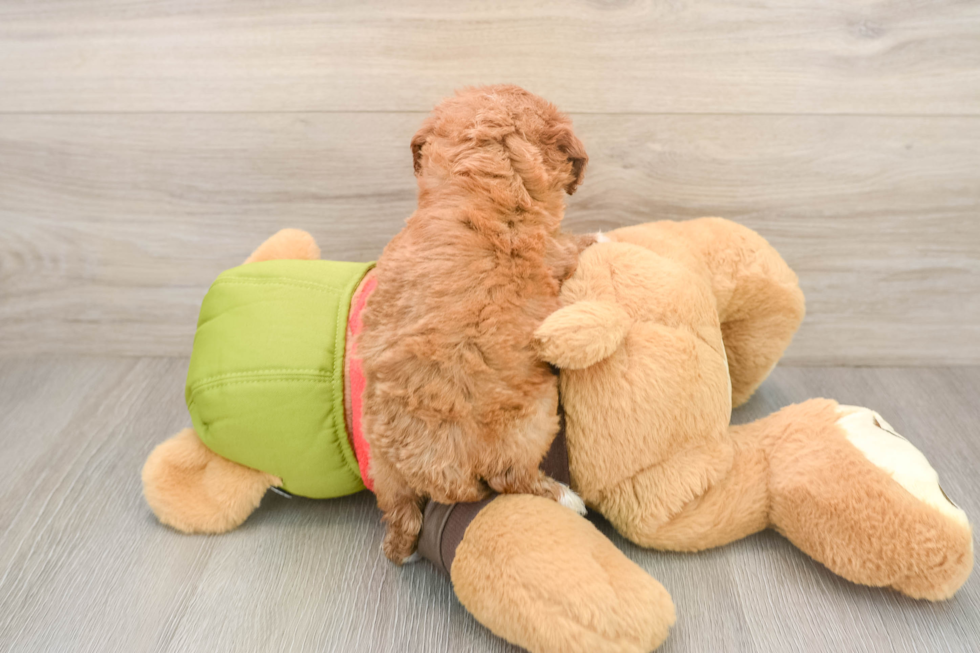 Playful Cavapoodle Poodle Mix Puppy
