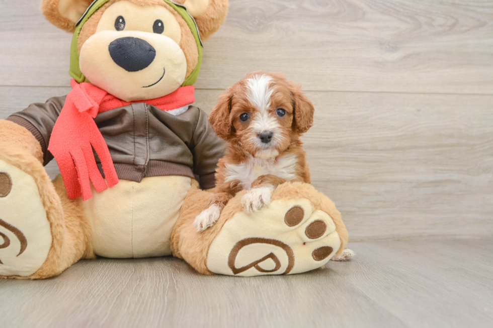 Funny Cavapoo Poodle Mix Pup