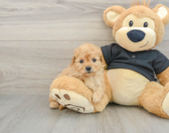 8 week old Cavapoo Puppy For Sale - Pilesgrove Pups