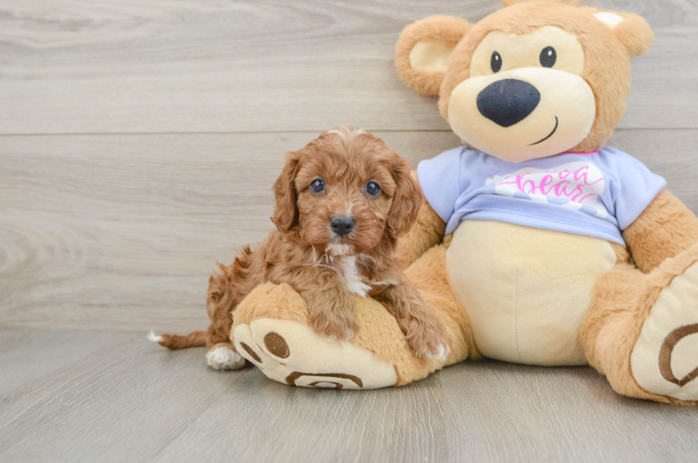 5 week old Cavapoo Puppy For Sale - Pilesgrove Pups