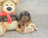 9 week old Cavapoo Puppy For Sale - Pilesgrove Pups