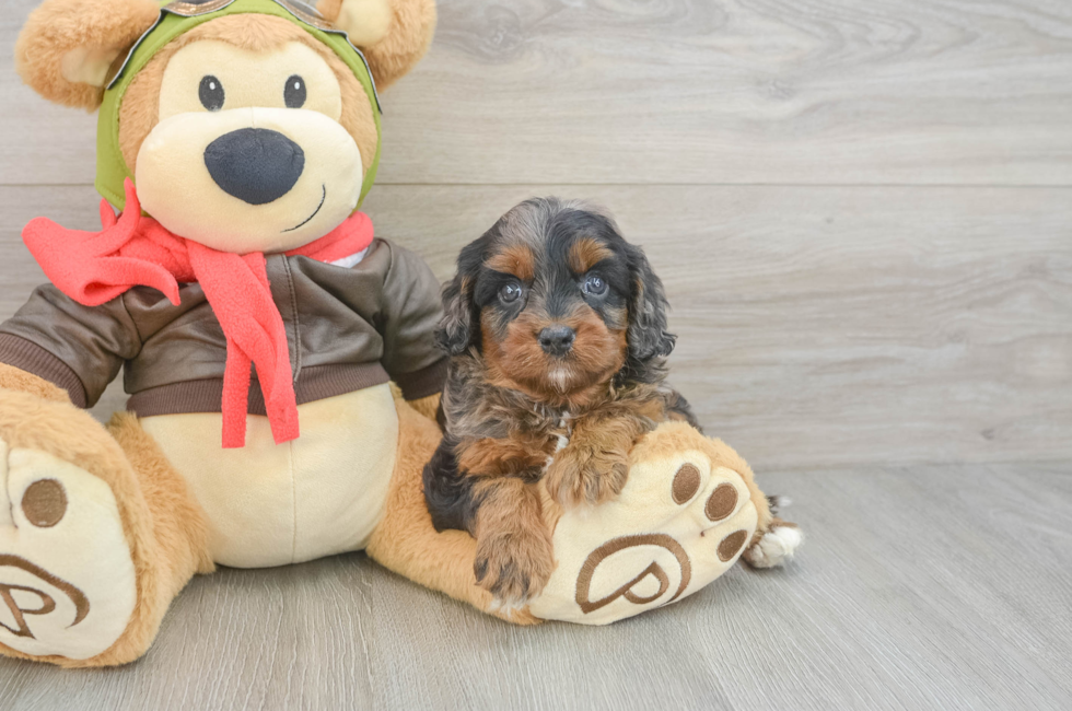 5 week old Cavapoo Puppy For Sale - Pilesgrove Pups