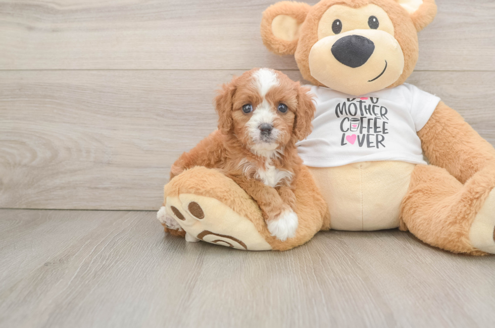 5 week old Cavapoo Puppy For Sale - Pilesgrove Pups