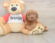 7 week old Cavapoo Puppy For Sale - Pilesgrove Pups