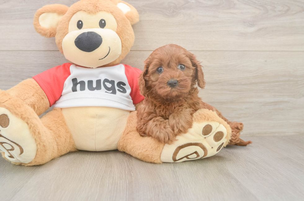5 week old Cavapoo Puppy For Sale - Pilesgrove Pups