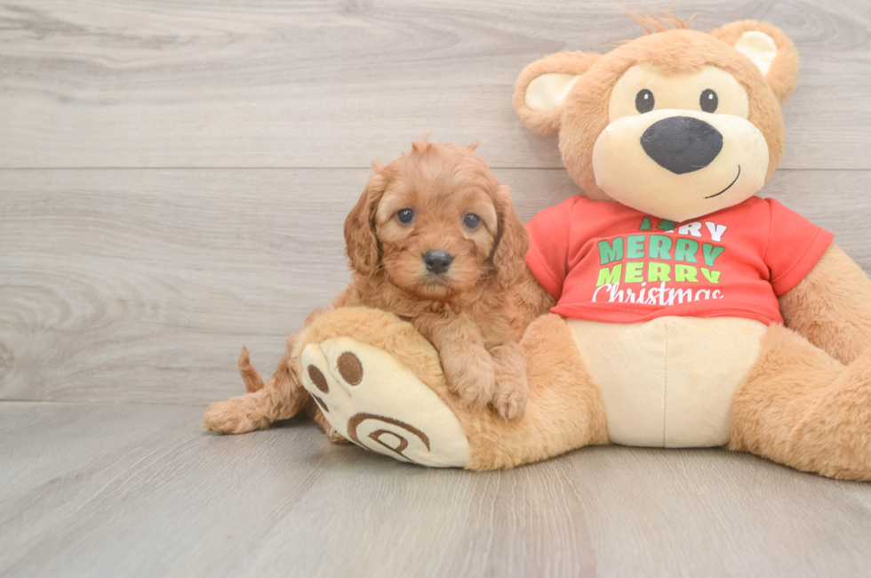 5 week old Cavapoo Puppy For Sale - Pilesgrove Pups