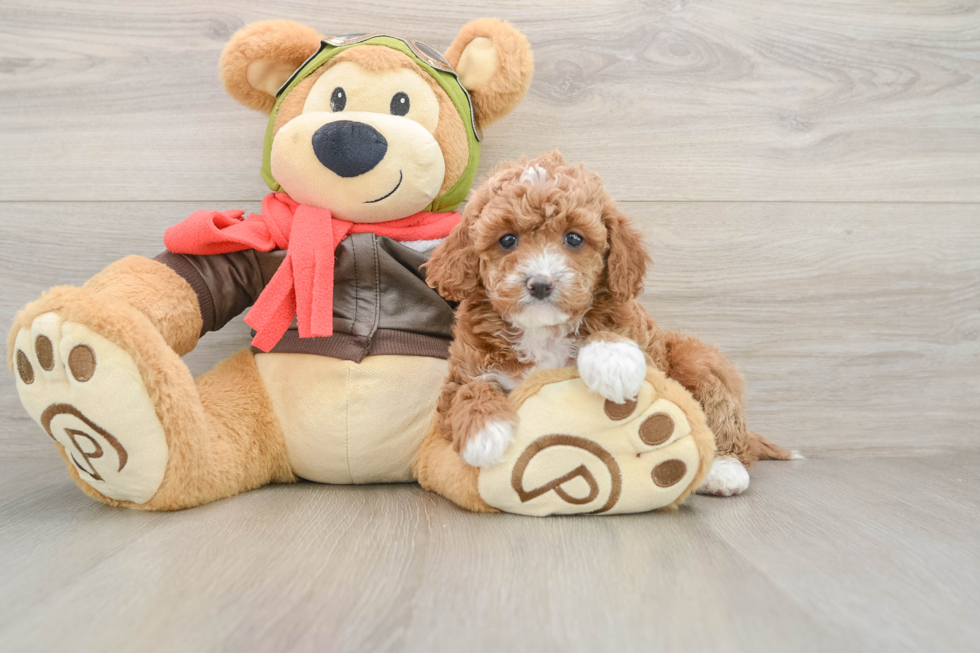 Fluffy Cavapoo Poodle Mix Pup