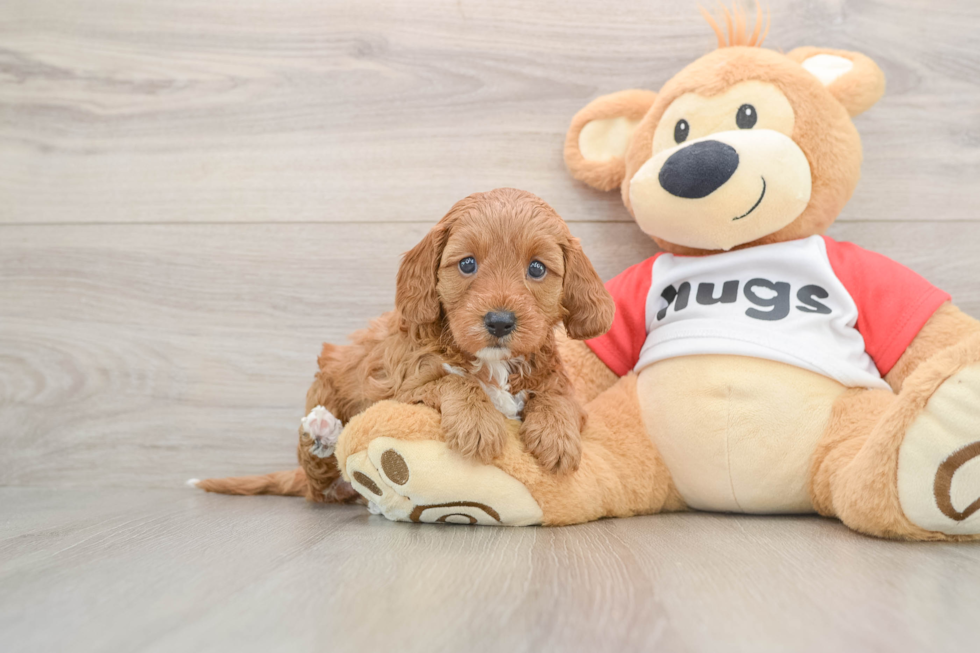 Cavapoo Puppy for Adoption