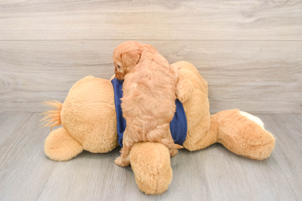Small Cavapoo Baby