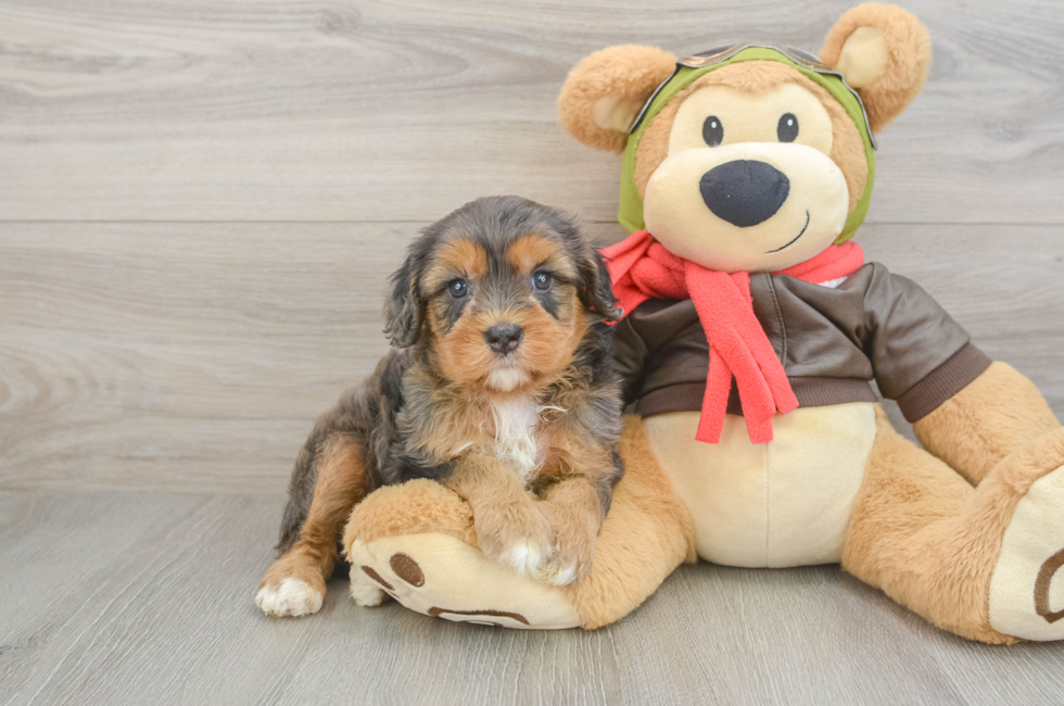 5 week old Cavapoo Puppy For Sale - Pilesgrove Pups