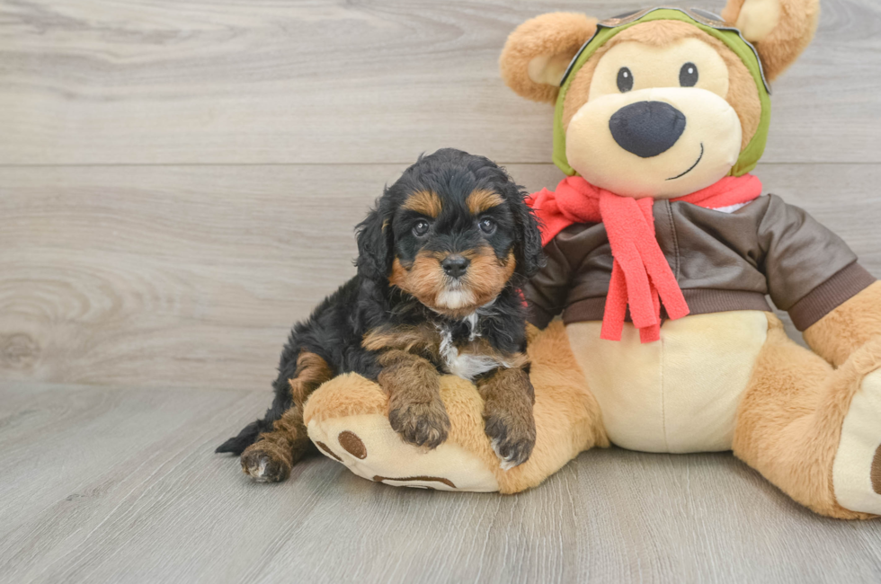 5 week old Cavapoo Puppy For Sale - Pilesgrove Pups