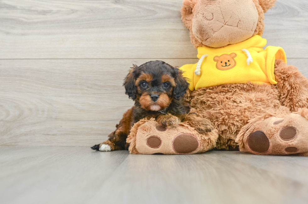 7 week old Cavapoo Puppy For Sale - Pilesgrove Pups