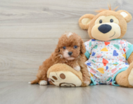 8 week old Cavapoo Puppy For Sale - Pilesgrove Pups