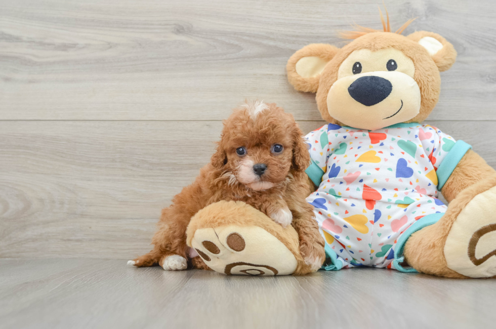 6 week old Cavapoo Puppy For Sale - Pilesgrove Pups