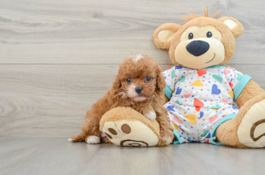 Funny Cavapoo Poodle Mix Pup