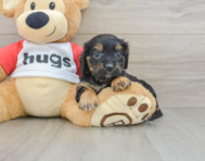 8 week old Cavapoo Puppy For Sale - Pilesgrove Pups
