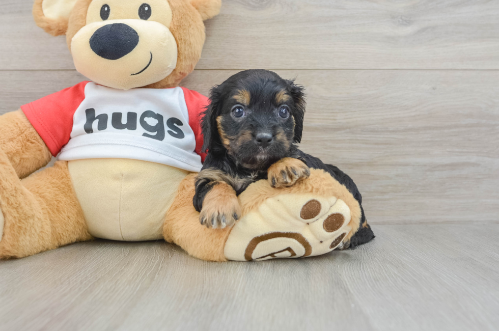 8 week old Cavapoo Puppy For Sale - Pilesgrove Pups