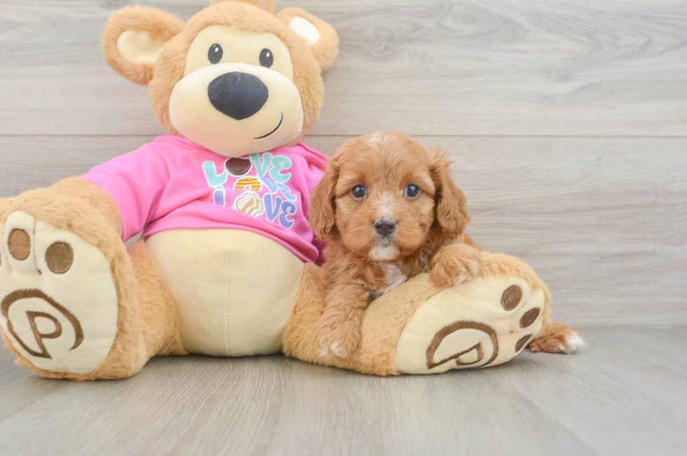 5 week old Cavapoo Puppy For Sale - Pilesgrove Pups