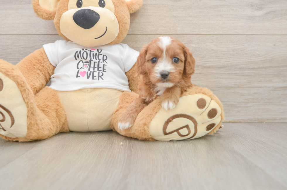 5 week old Cavapoo Puppy For Sale - Pilesgrove Pups
