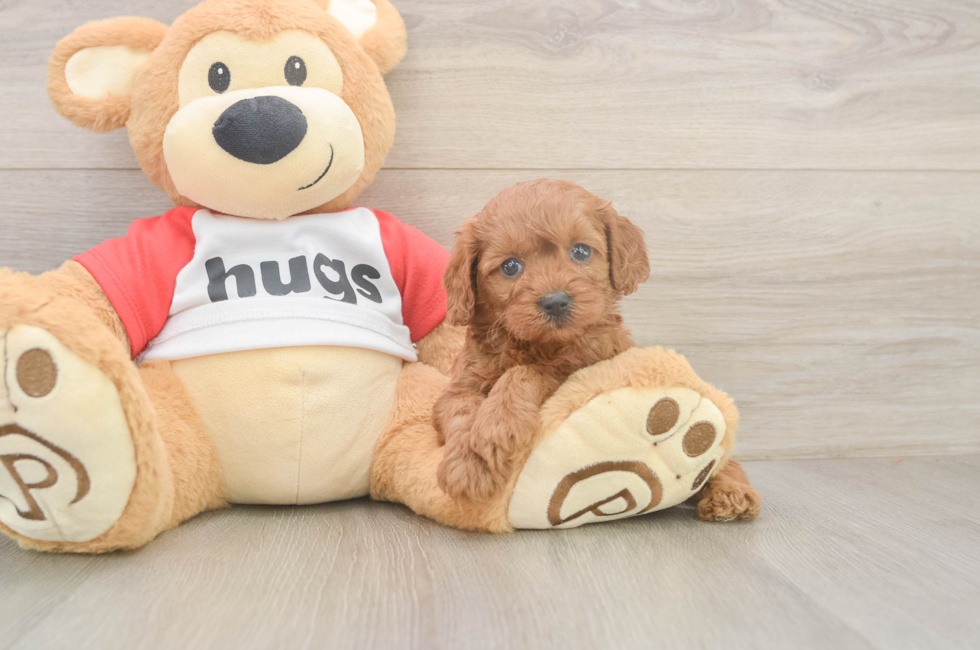 5 week old Cavapoo Puppy For Sale - Pilesgrove Pups