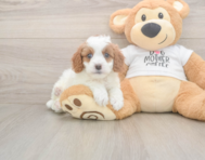 8 week old Cavapoo Puppy For Sale - Pilesgrove Pups