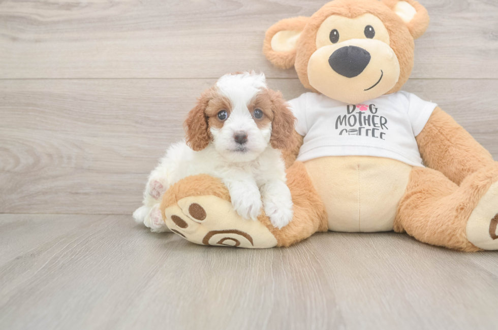 6 week old Cavapoo Puppy For Sale - Pilesgrove Pups