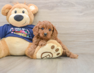 7 week old Cavapoo Puppy For Sale - Pilesgrove Pups