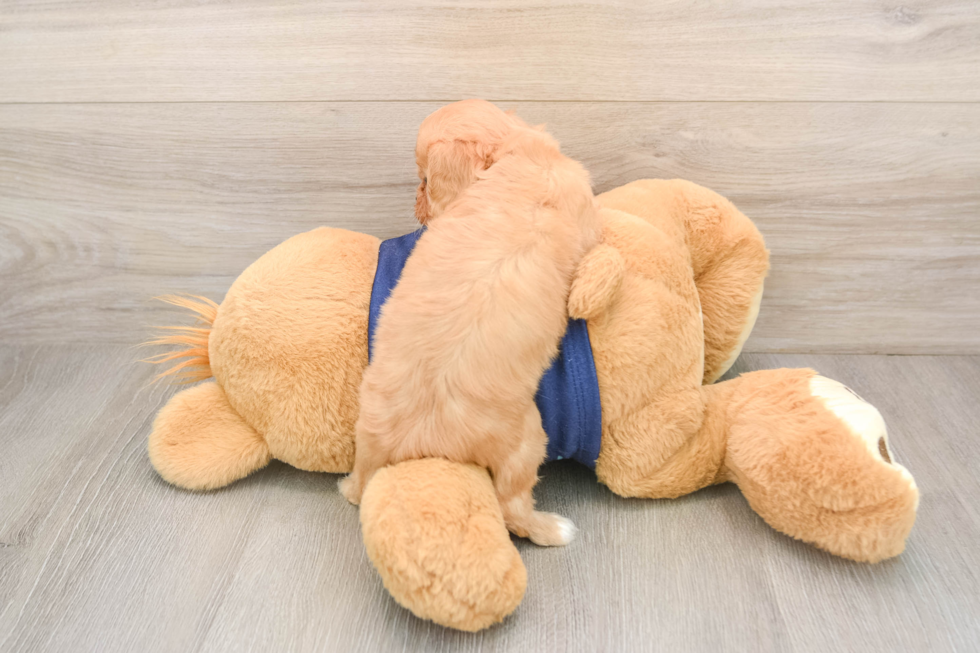 Cavapoo Puppy for Adoption