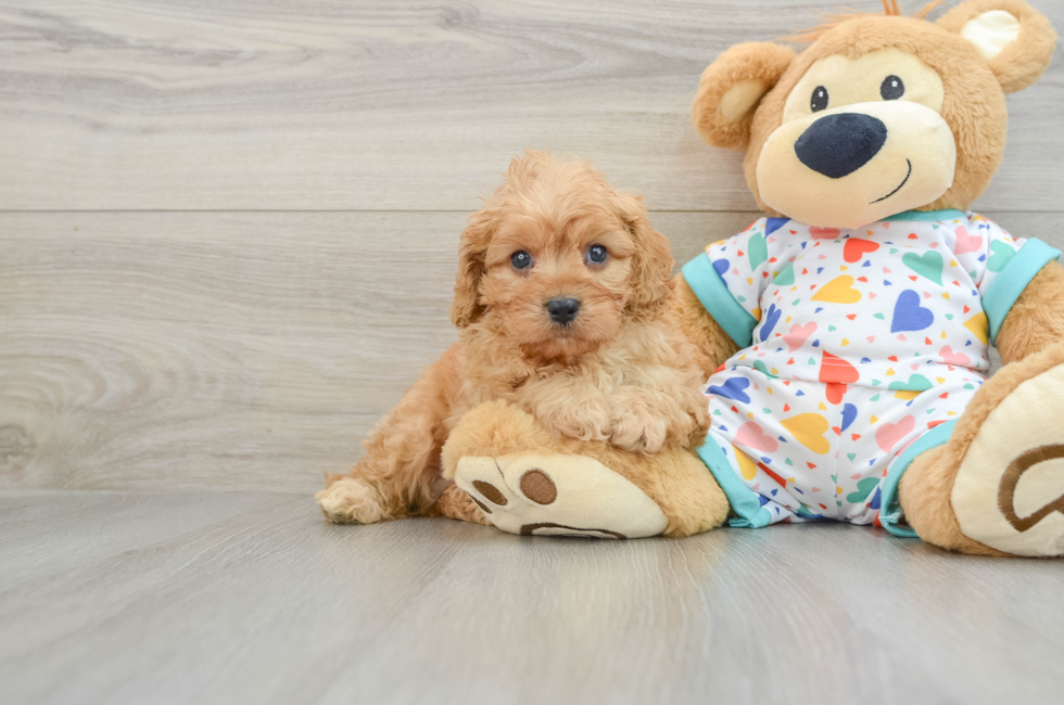 6 week old Cavapoo Puppy For Sale - Pilesgrove Pups