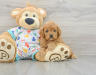 7 week old Cavapoo Puppy For Sale - Pilesgrove Pups
