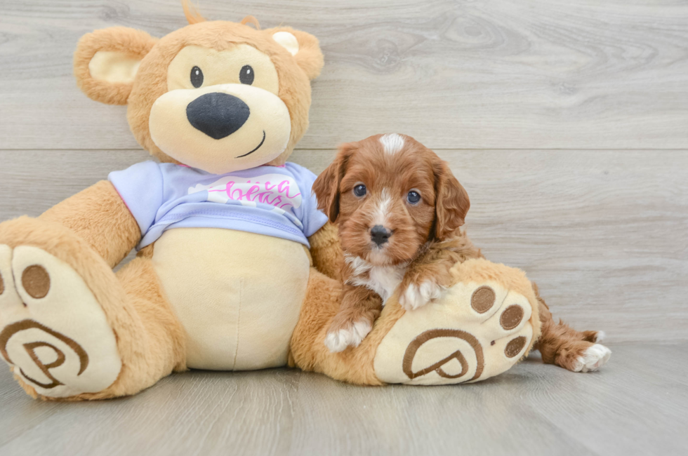 5 week old Cavapoo Puppy For Sale - Pilesgrove Pups