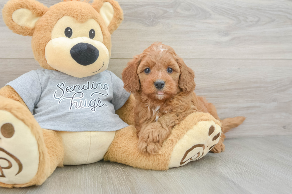 6 week old Cavapoo Puppy For Sale - Pilesgrove Pups