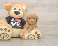 7 week old Cavapoo Puppy For Sale - Pilesgrove Pups