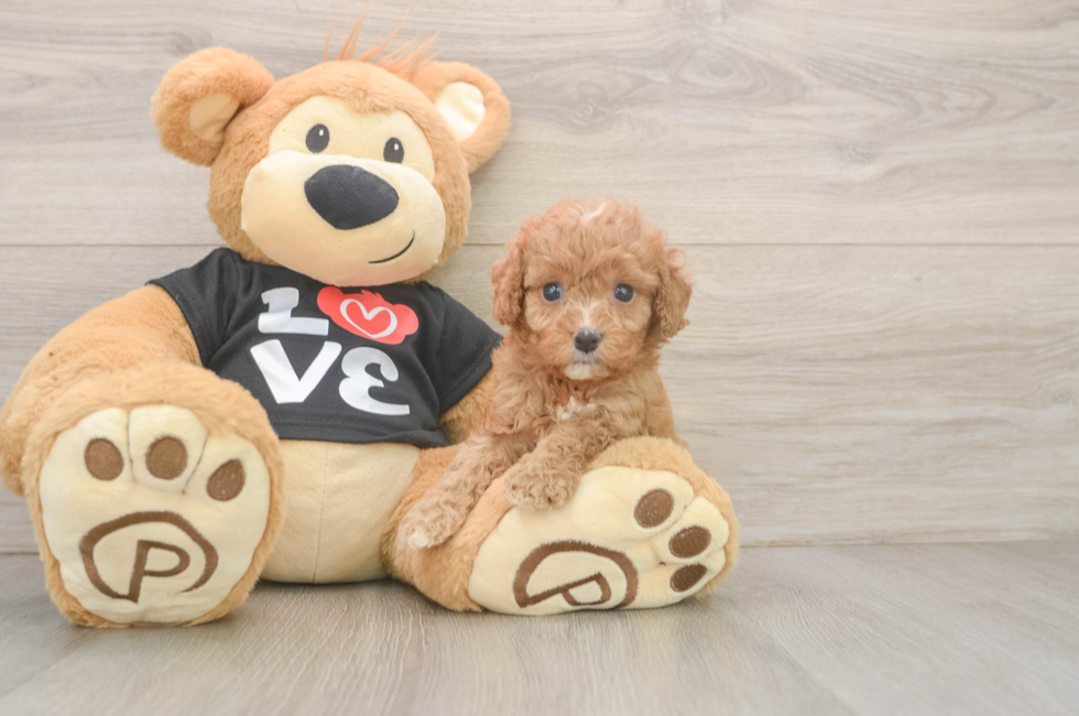 5 week old Cavapoo Puppy For Sale - Pilesgrove Pups