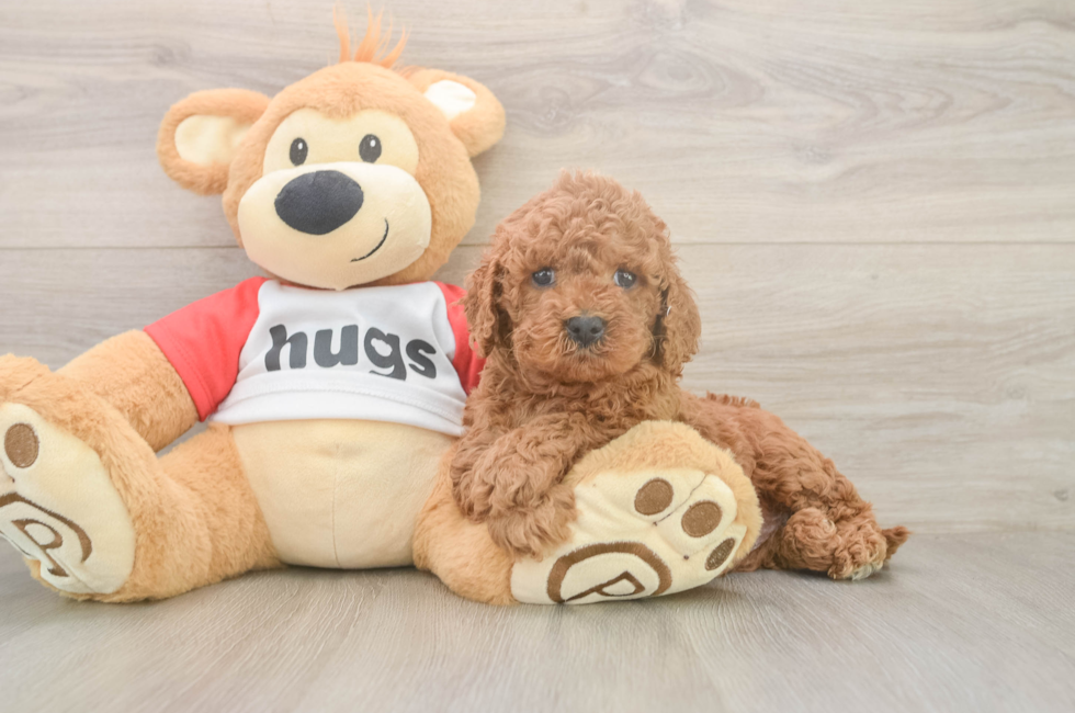 5 week old Cavapoo Puppy For Sale - Pilesgrove Pups