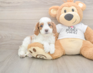 8 week old Cavapoo Puppy For Sale - Pilesgrove Pups