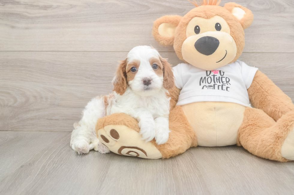 6 week old Cavapoo Puppy For Sale - Pilesgrove Pups