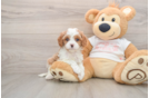 Cavapoo Puppy for Adoption